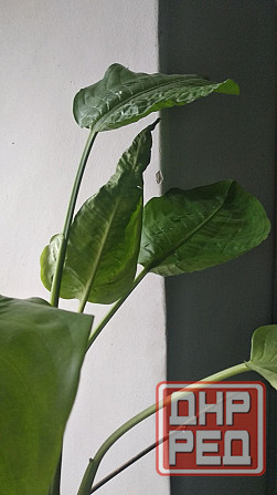 Диффенбахия Донецк - изображение 5