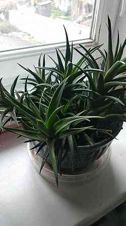 Хавортия Донецк