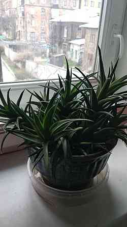 Хавортия Донецк