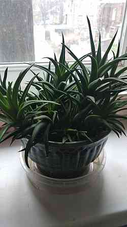 Хавортия Донецк