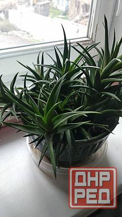 Хавортия Донецк - изображение 1