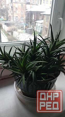 Хавортия Донецк - изображение 3