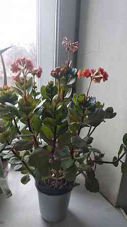 Каланхоэ Блоссфельда Донецк