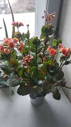 Каланхоэ Блоссфельда Донецк