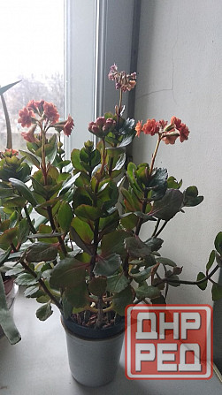 Каланхоэ Блоссфельда Донецк - изображение 3