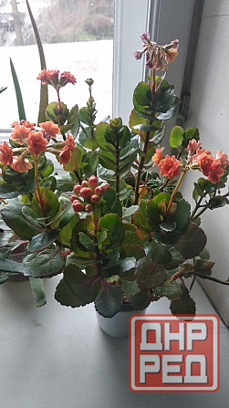 Каланхоэ Блоссфельда Донецк - изображение 1