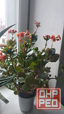 Каланхоэ Блоссфельда Донецк - изображение 2