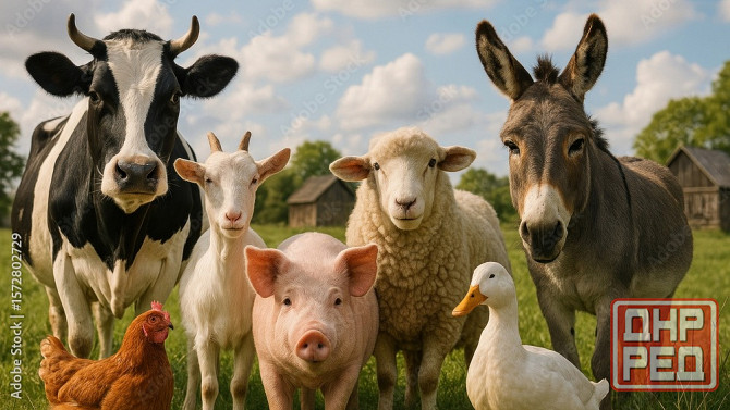 Помещение для содержания животных Донецк - изображение 1