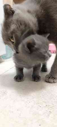 Бесплатно Котята мальчики от шотландская вислоухая Макеевка