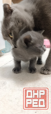 Бесплатно Котята мальчики от шотландская вислоухая Макеевка - изображение 1