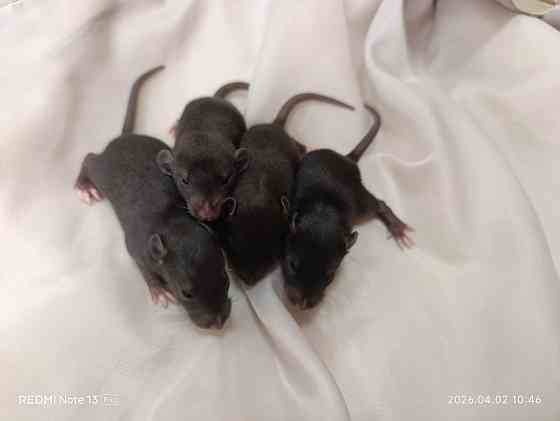 Дамбо Донецк