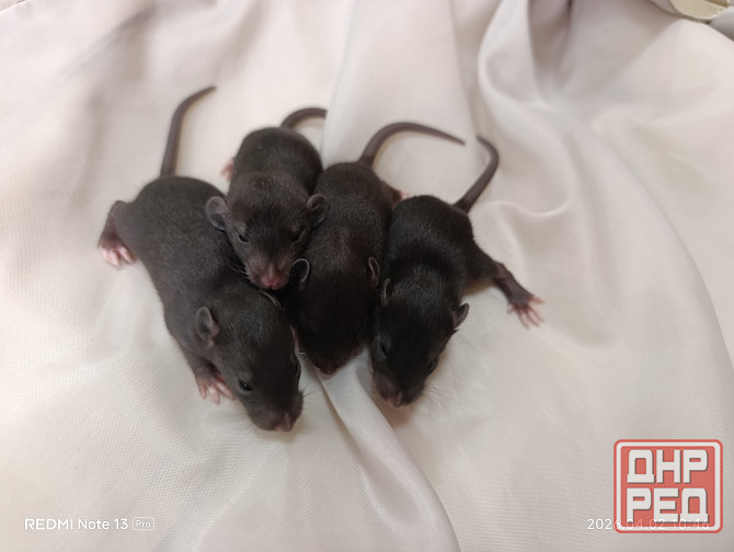 Дамбо Донецк - изображение 1