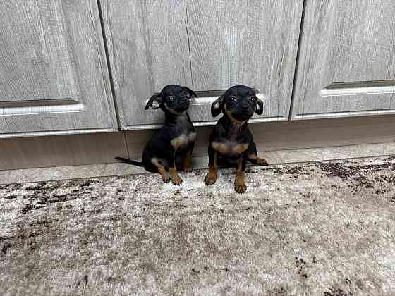 Щенки чистокровного тойтерьера Макеевка