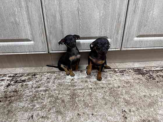 Щенки чистокровного тойтерьера Макеевка