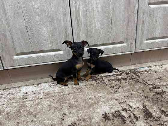 Щенки чистокровного тойтерьера Макеевка