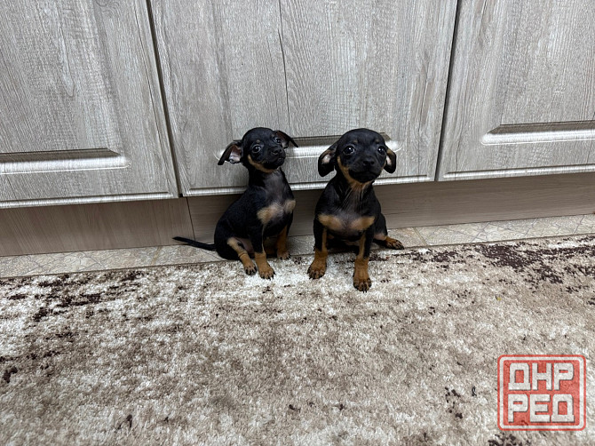 Щенки чистокровного тойтерьера Макеевка - изображение 2