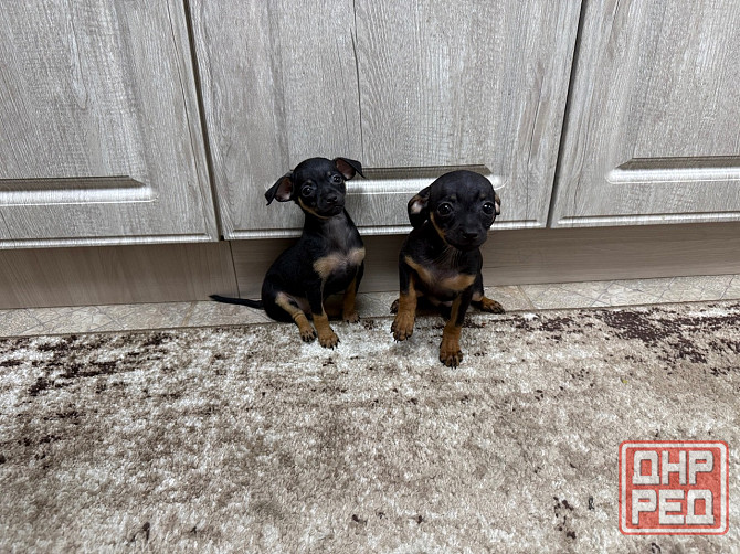 Щенки чистокровного тойтерьера Макеевка - изображение 3