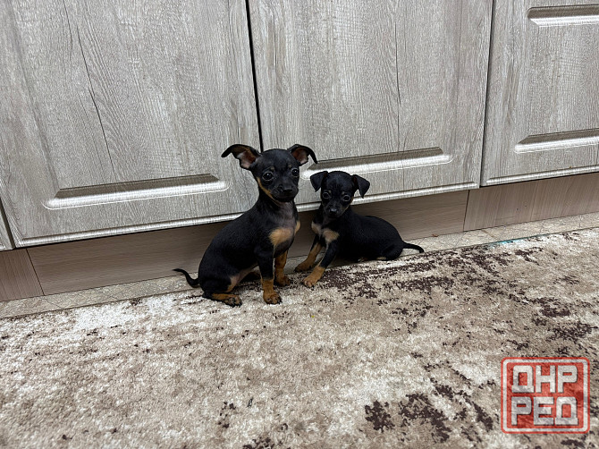 Щенки чистокровного тойтерьера Макеевка - изображение 1