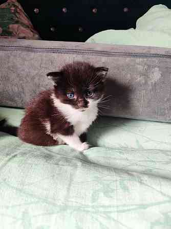 Котята Макеевка Макеевка