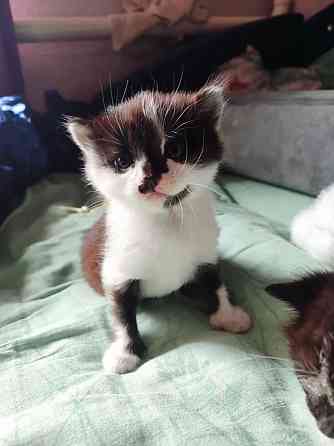 Котята Макеевка Макеевка