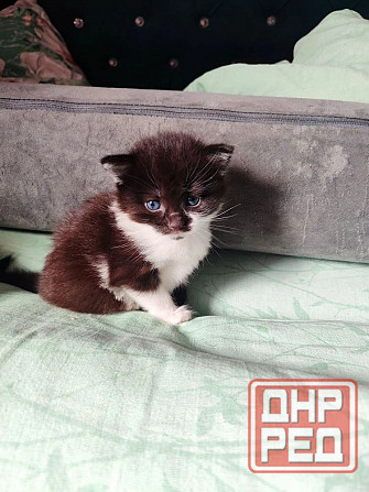 Котята Макеевка Макеевка - изображение 2