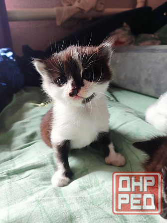 Котята Макеевка Макеевка - изображение 1