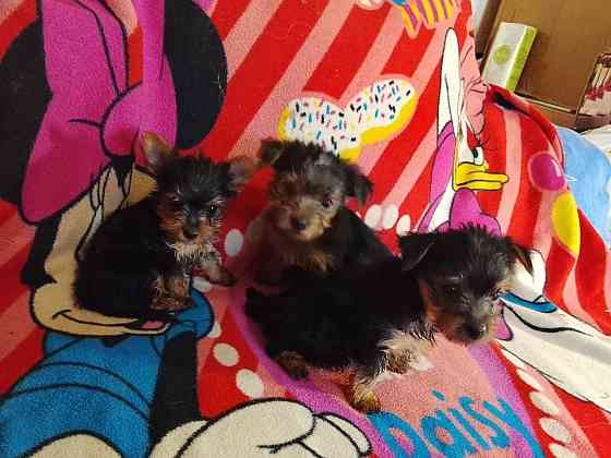 Йорки Донецк