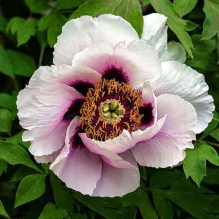 Продам саженцы древовидного пиона Донецк