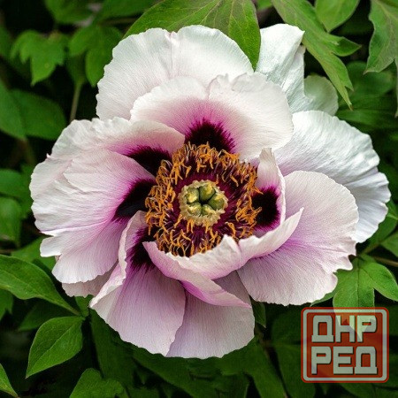 Продам саженцы древовидного пиона Донецк - изображение 1