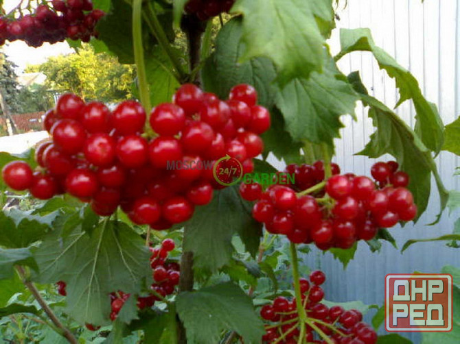 Калина крупноплодная садовая Донецк - изображение 1