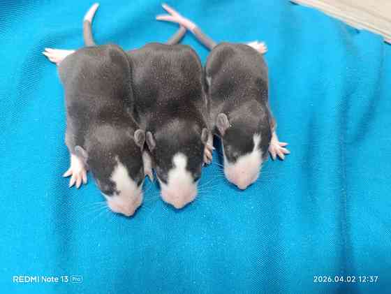 Дамбо хаски Донецк