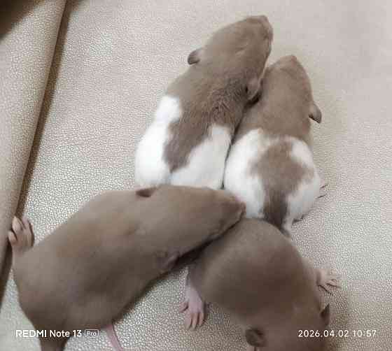 Ручные крысята Дамбо мальчики Донецк
