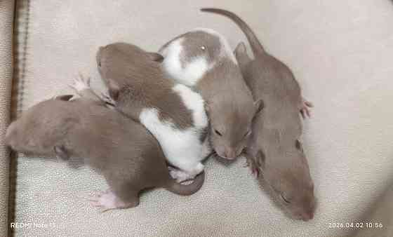 Ручные крысята Дамбо мальчики Донецк