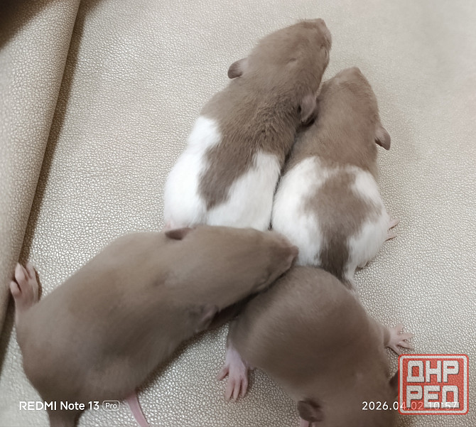 Ручные крысята Дамбо мальчики Донецк - изображение 2