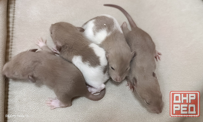 Ручные крысята Дамбо мальчики Донецк - изображение 1