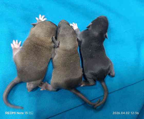 Дамбо девочки и мальчики Донецк