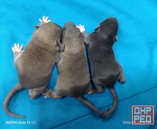 Дамбо девочки и мальчики Донецк - изображение 1