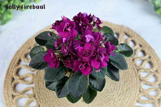 Фиалки цветущие, сортовые Донецк