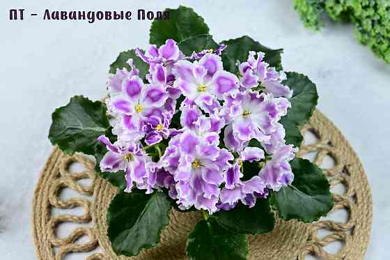 Фиалки цветущие, сортовые Донецк