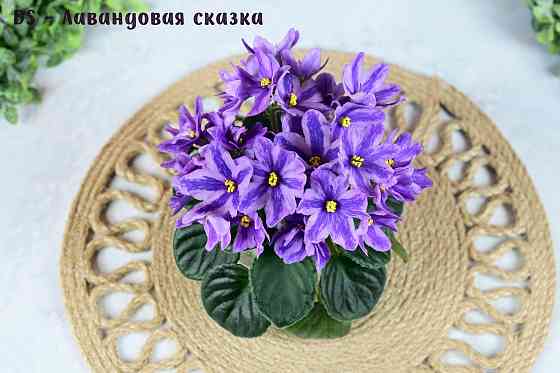 Фиалки цветущие, сортовые Донецк