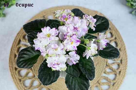 Фиалки цветущие, сортовые Донецк