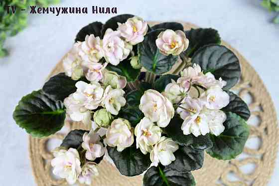 Фиалки цветущие, сортовые Донецк