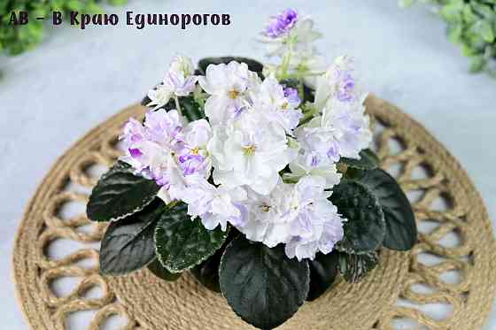 Фиалки цветущие, сортовые Донецк