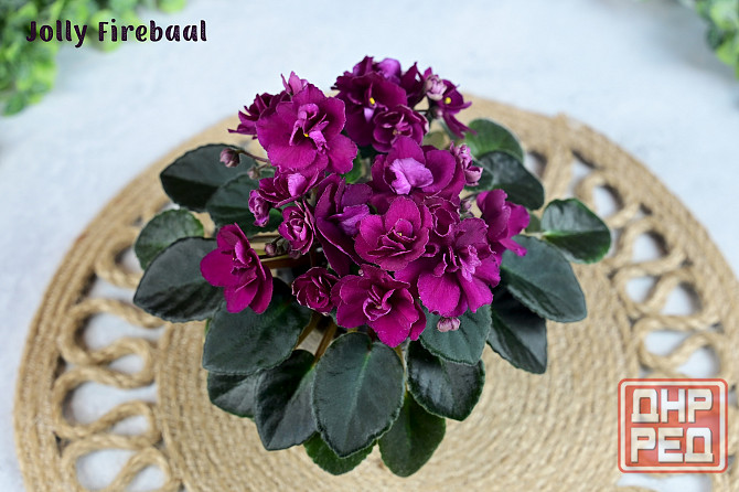 Фиалки цветущие, сортовые Донецк - изображение 3