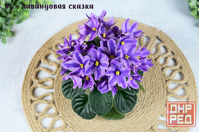 Фиалки цветущие, сортовые Донецк - изображение 1