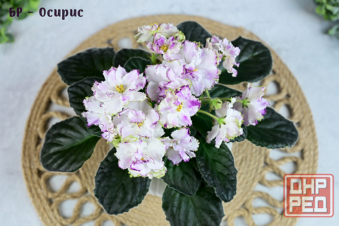 Фиалки цветущие, сортовые Донецк - изображение 4