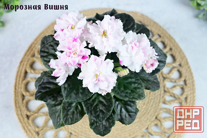 Фиалки цветущие, сортовые Донецк - изображение 8