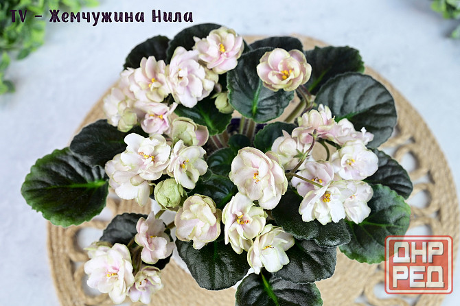 Фиалки цветущие, сортовые Донецк - изображение 5