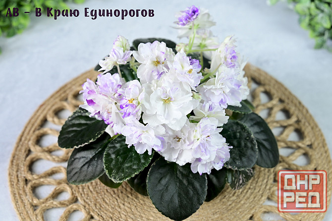 Фиалки цветущие, сортовые Донецк - изображение 2