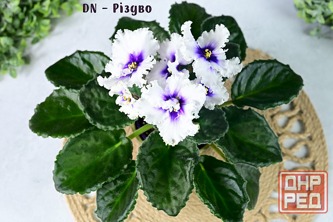 Фиалки цветущие, сортовые Донецк - изображение 7